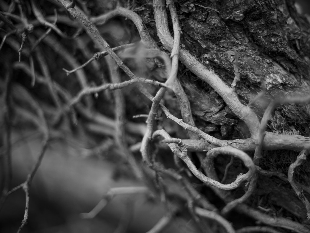 Layers of Interest in a&nbsp;Photograph